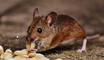 24 Hour & Emergency Exterminators in Pearblossom, CA